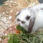 Profile Picture of Sir. Michael Hoppington (@sir.michaelhoppington) on Instagram