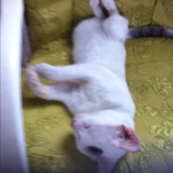 Profile Picture of Giselle Guzman (@giguzab) on Poshmark