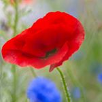 Profile Picture of Kathy Paynter (@katrand) on Instagram