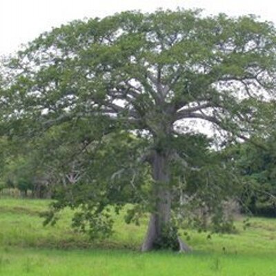 Profile Picture of Carlos Rivera (@yax_che) on Twitter