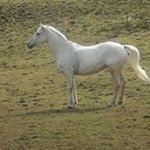 Profile Picture of Deborah Harbison (@harbisondeborah) on Instagram