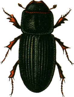 Profile Picture of Oxyomuson Wikipedia