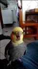 Profile Picture of   Jude e Joey (@jude.joey)... (@jude.joey) on Tiktok