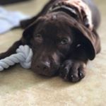 Profile Picture of Joseph Naughton (@boomer_the_florida_lab) on Instagram
