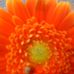 Profile Picture of Pamela Camelo (@pamela.camelo.9) on Facebook