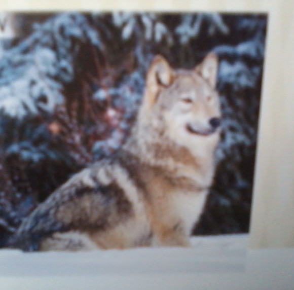 Profile Picture of Julie Morarie (@juliemorarie) on Poshmark