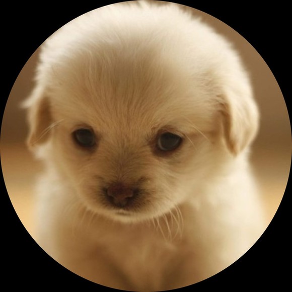 Profile Picture of Yewon Kong (@eva_dc) on Poshmark