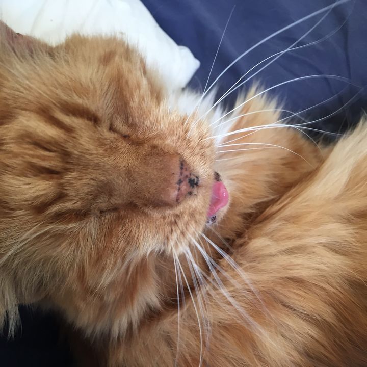 Profile Picture of kerryireland21 (@@kerryireland) on Tiktok