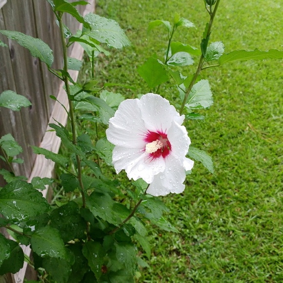 Profile Picture of Rachael Czora (@rczora) on Poshmark