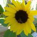 Profile Picture of Eleanor MacKay (@eleanormackay) on Pinterest