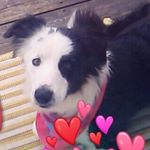 Profile Picture of dixie fish (@_dixie_fish_) on Instagram