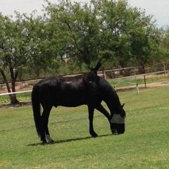 Profile Picture of Phyllis Harrold (@phyllis.harrold) on Tiktok