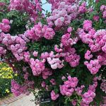Profile Picture of Jiyoung Ryu (@branchoutwisely) on Instagram