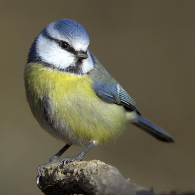 Profile Picture of robin kehler (@rbkehler) on Twitter