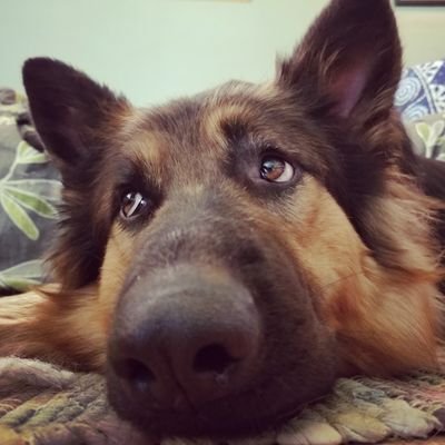Profile Picture of Amanda Hazel (@only1dork) on Twitter