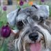 Profile Picture of Robin Broome (@foxtrot18) on Pinterest
