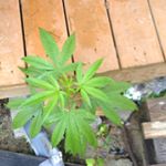 Profile Picture of Jordan scruggs (@self_medicated420w) on Instagram