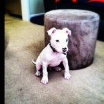 Profile Picture of Julius Wormley (@0n_a_mi22ion) on Instagram