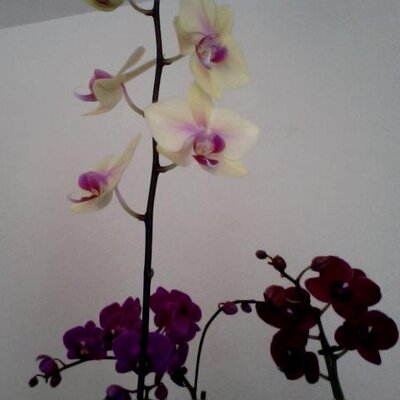 Profile Picture of Paula Almanza (@Paula0256) on Twitter