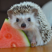 Profile Picture of Kyle Velez (@kylevelez1576) on Youtube