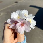 Profile Picture of Lauren O'Rourke (@lorourke98) on Instagram