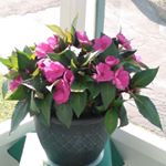 Profile Picture of JoAnn Lanoue Badgett (@joannbadgett) on Instagram