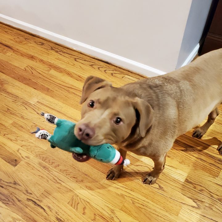 Profile Picture of Amanda Talmadge (@poopipoopdoo) on Tiktok