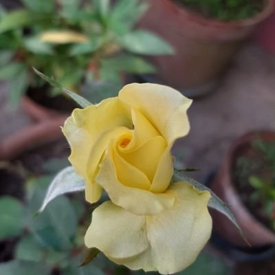 Mitali Chakraborty - Twitter Profile Picture of Mitali Chakraborty (@MitaliC04761794) on Twitter