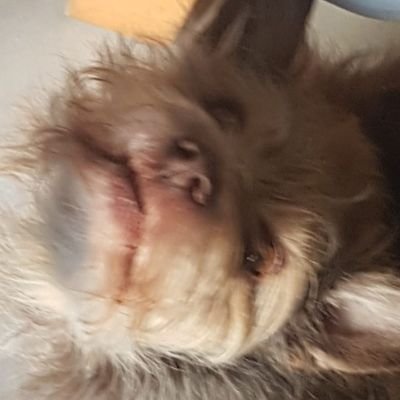 Profile Picture of Shaun Duffy (@dawn_schuffy) on Twitter