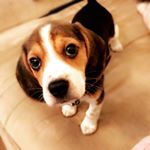 Hugo Beagle - Instagram Profile Picture of Hugo Beagle (@hugo_brown_beagle) on Instagram