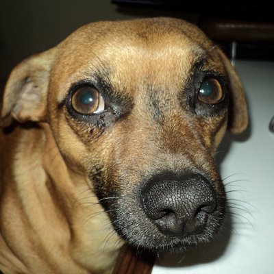 Profile Picture of Felipe Carrillo (@j1224llamas1) on Twitter