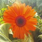Profile Picture of Cathy Sharp (@cathy.sharp) on Instagram