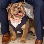 Profile Picture of Ollie Evans 🐶✊ (@bulldog_ollie_) on Instagram