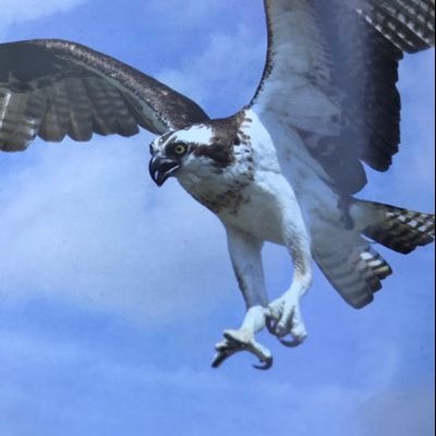 Profile Picture of Roysteele (@roystee64209061) on Twitter