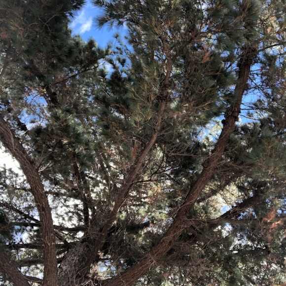 Rosalie Subia - Poshmark Profile Picture of Rosalie Subia (@rskx5) on Poshmark