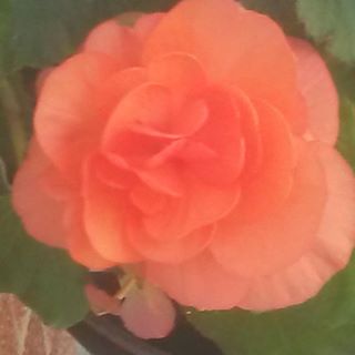 Profile Picture of Alice Roop (@Alice-Roop) on Facebook