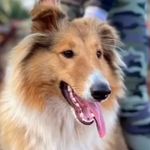 Profile Picture of Maya Martha Collie Coler Craig (@collie_farm) on Instagram