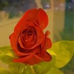 Profile Picture of Denise Wageman (@denisewageman) on Instagram