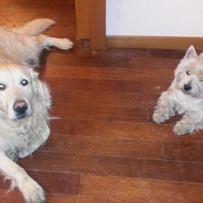 Profile Picture of Stella Bonfrisco (@@ScotteSissi) on Twitter