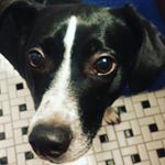 Profile Picture of Peter Kessel (@petey_the_doge_ball) on Instagram