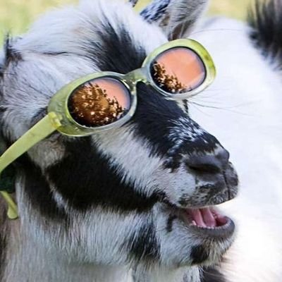 Profile Picture of Dumbfish44 (@JacobVollmer4) on Twitter