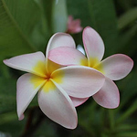 Profile Picture of uilani808 (@uilani808) on Flickr