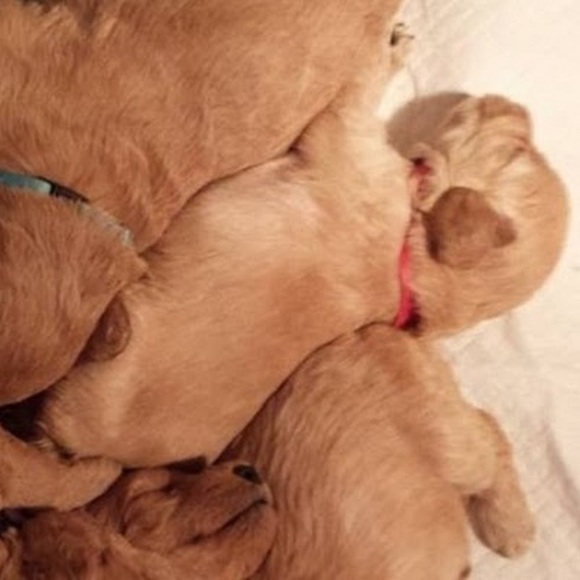 Profile Picture of Danielle Ciolfi (@danyellciolfi) on Poshmark