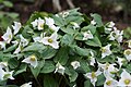 Profile Picture of Pseudotrilliumon Wikipedia