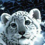 Profile Picture of Mackenzie Holtzclaw (@ceetah_lover_80) on Instagram