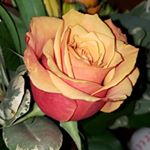 Profile Picture of bailee perry (@baileesspamz) on Instagram