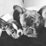 Profile Picture of Lloyd 🐕, Albert 🐕 and Daisy 👶 (@lloydalbertanddaisy) on Instagram
