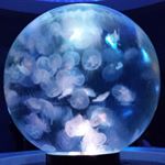 Profile Picture of yuko.uemura (@g.youkou) on Instagram