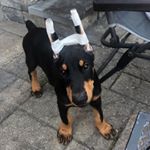 Profile Picture of Amanda Danek (@adobenamedruger) on Instagram