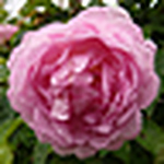 Profile Picture of Eos Dreams (@eos dreams) on Flickr